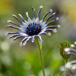 flower-8000994_1280